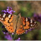 Distelfalter (Vanessa cardui; Syn.: Cynthia cardui)