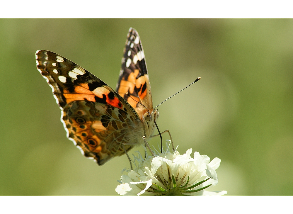 Distelfalter (Vanessa cardui; Syn.: Cynthia cardui)