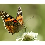 Distelfalter (Vanessa cardui; Syn.: Cynthia cardui)