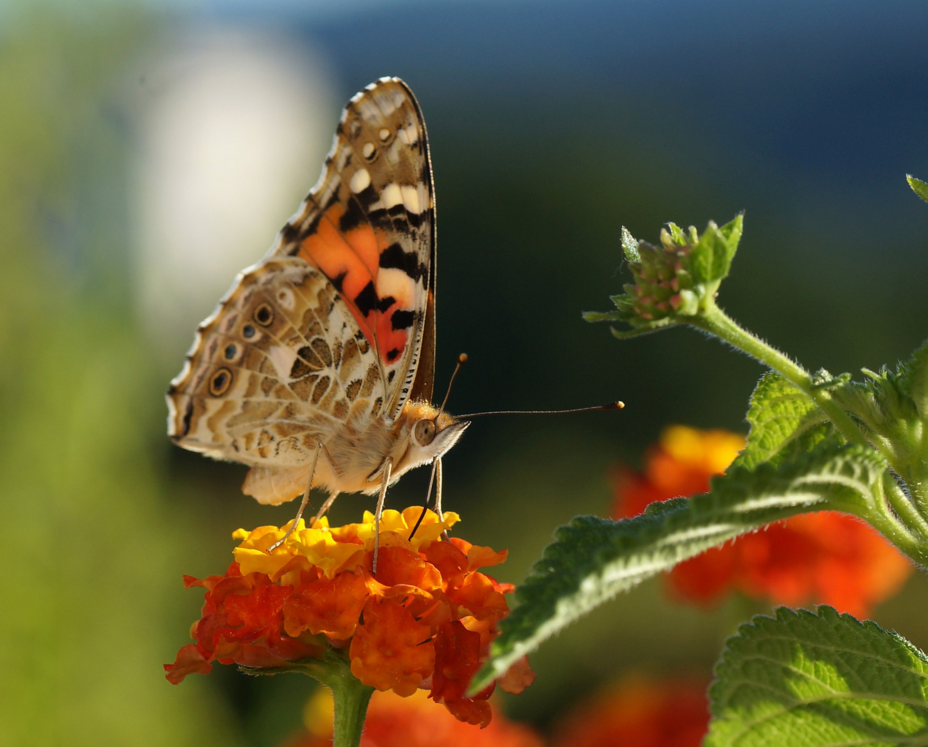 Distelfalter (Vanessa cardui; Syn.: Cynthia cardui)