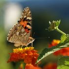 Distelfalter (Vanessa cardui; Syn.: Cynthia cardui)