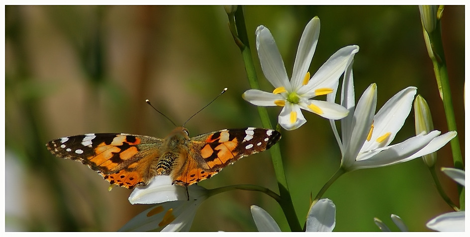 Distelfalter (Vanessa cardui; Syn.: Cynthia cardui) Nr.2