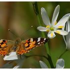 Distelfalter (Vanessa cardui; Syn.: Cynthia cardui) Nr.2