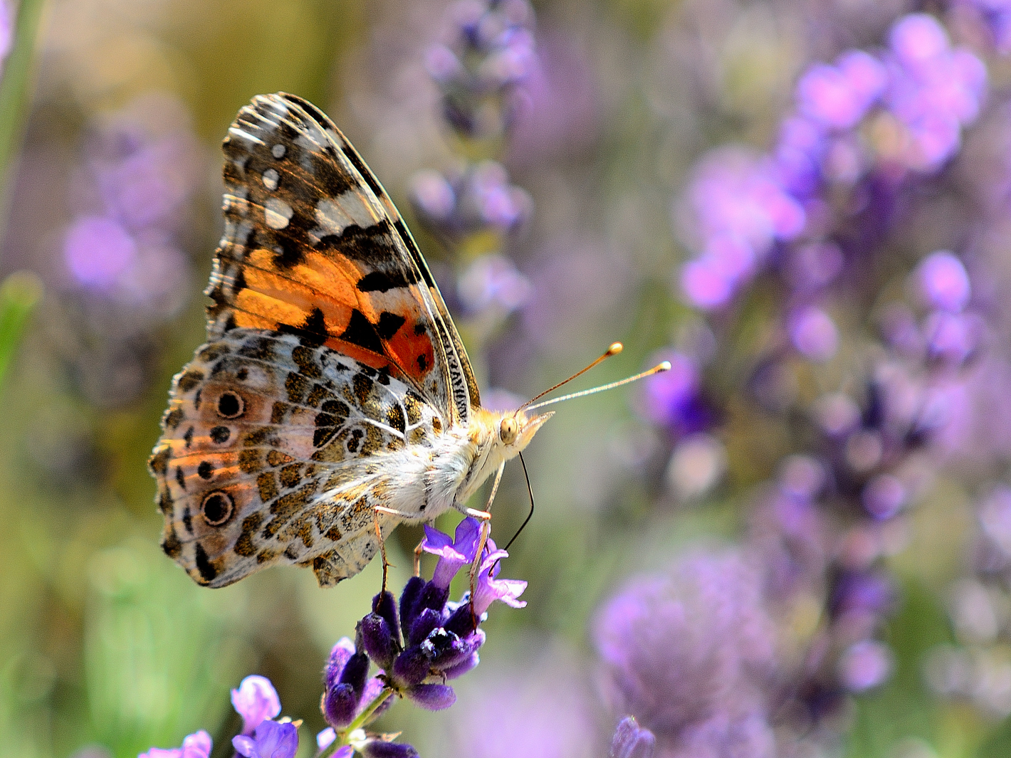 Distelfalter (Vanessa cardui), Vanessa cardui, Vanessa cardui