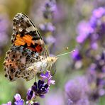 Distelfalter (Vanessa cardui), Vanessa cardui, Vanessa cardui