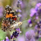 Distelfalter (Vanessa cardui), Vanessa cardui, Vanessa cardui