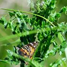 Distelfalter (Vanessa cardui), Vanessa de los cardos