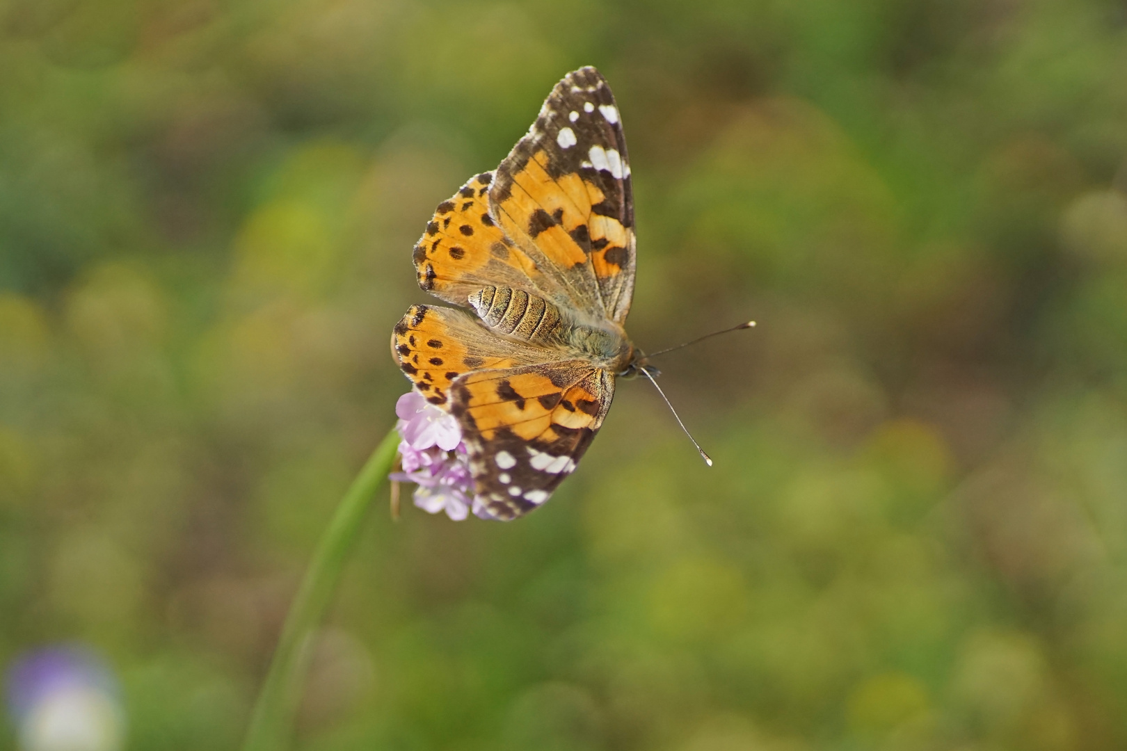 Distelfalter (Vanessa cardui), Weibchen