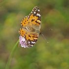 Distelfalter (Vanessa cardui), Weibchen