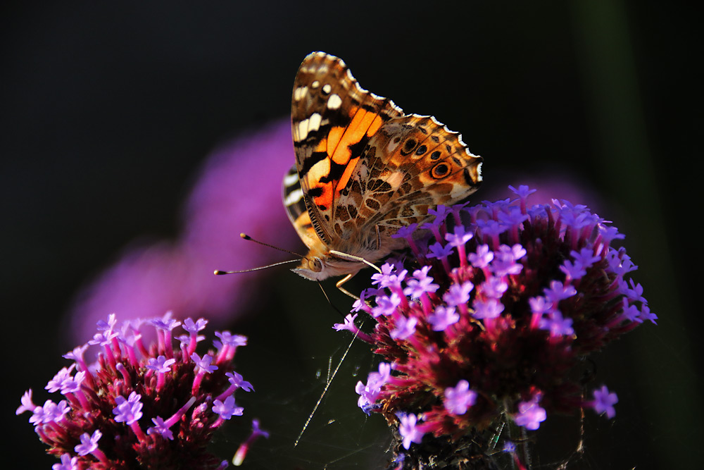 Distelfalter von Blüten umgeben