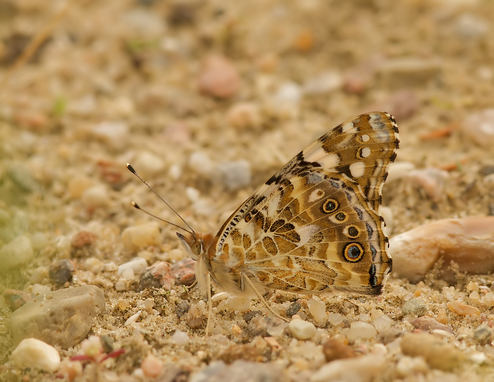 Distelfalter von der Seite