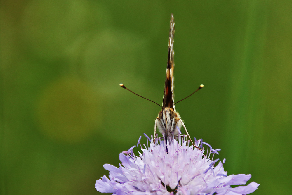 Distelfalter von vorne auf der Witwenblume