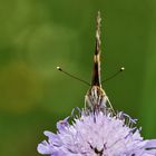 Distelfalter von vorne auf der Witwenblume