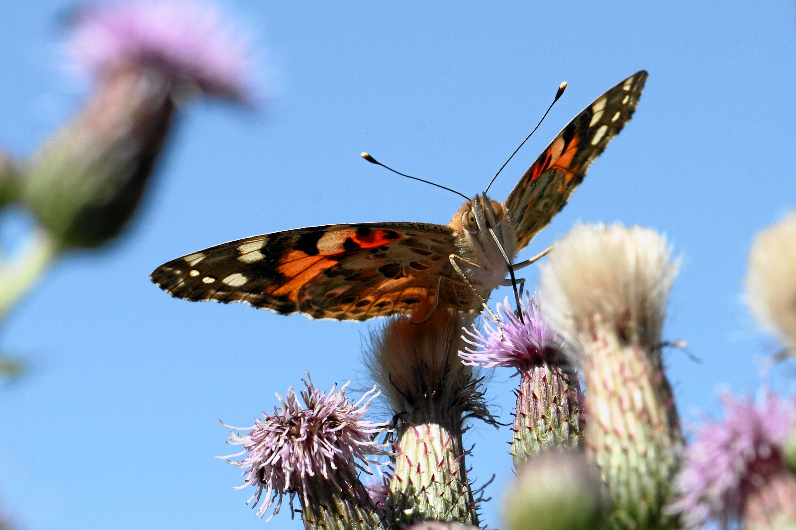 Distelfalter vor dem Abflug