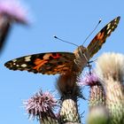 Distelfalter vor dem Abflug