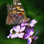 Distelfalter, weibl., Vanessa cardui, Painted Lady, an Silberblatt Blüte 