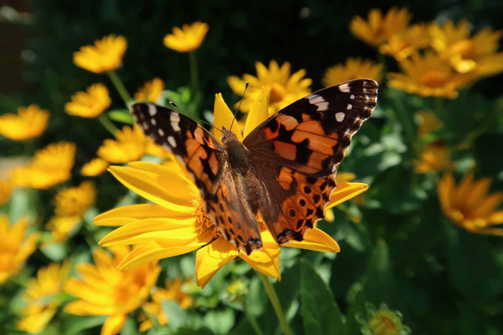 Distelfalter zu Besuch