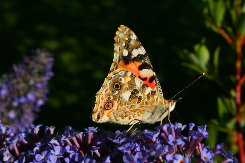 Distelfalteraugen