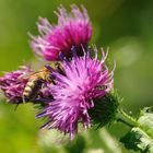 Distelfarbener Pollen