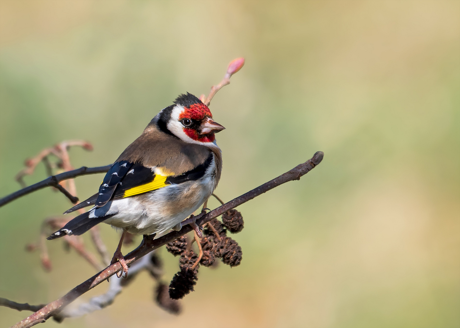 Distelfink Foto & Bild | natur, vogel, singvogel Bilder auf fotocommunity