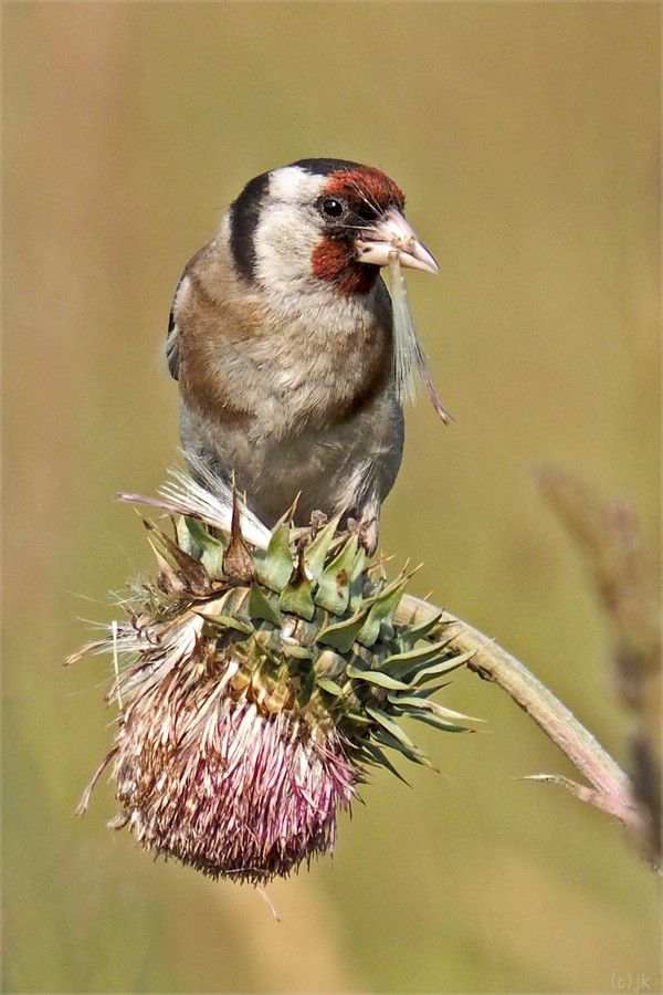 distel&fink