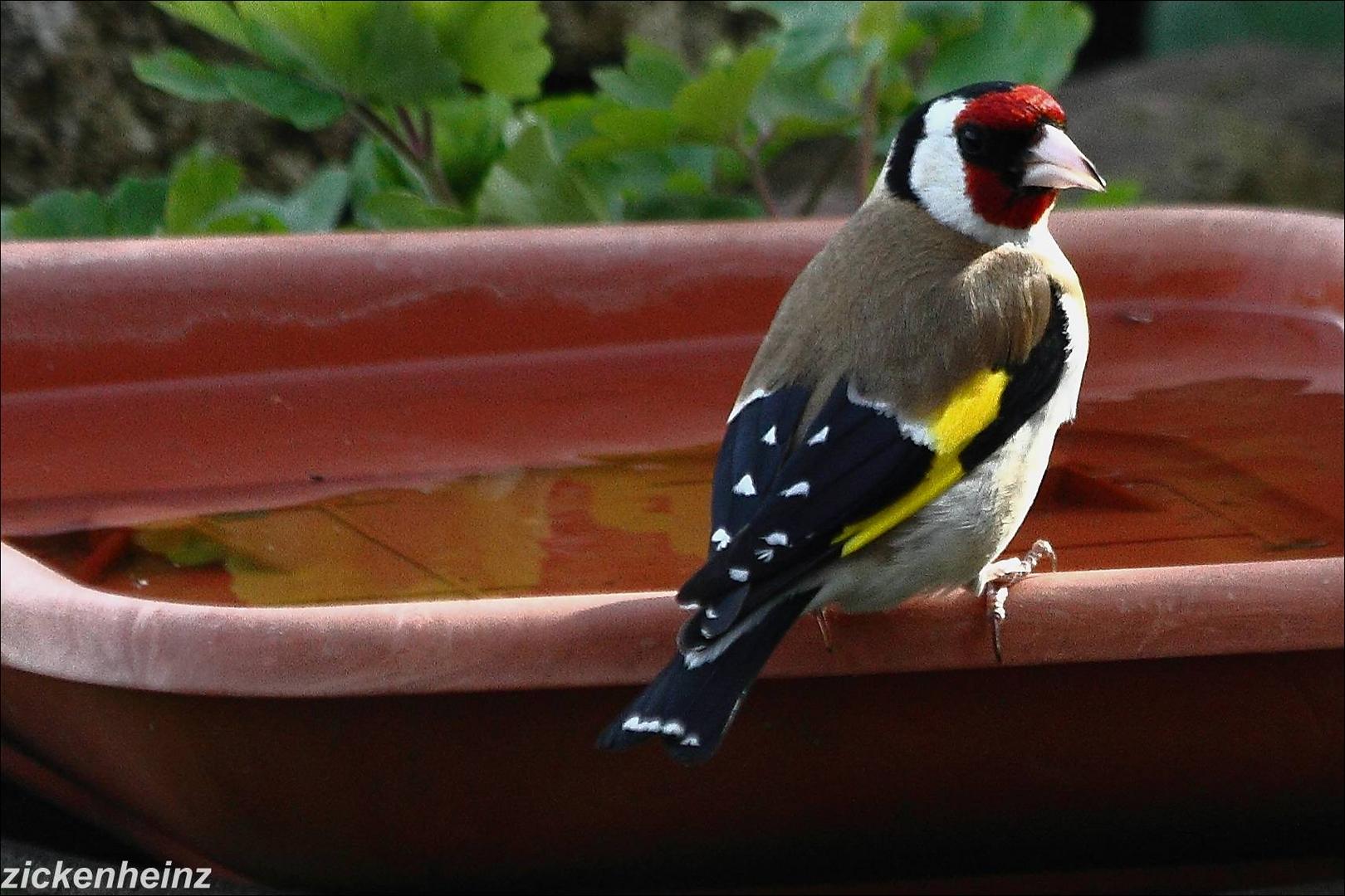 Distelfink am Vogelbad