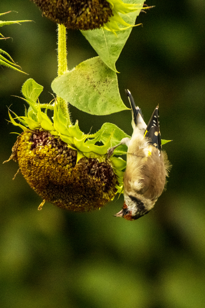 Distelfink an Sonnenblume