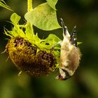 Distelfink an Sonnenblume