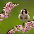 Distelfink auf Blüten