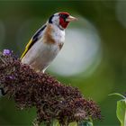 Distelfink auf Buddleja - Rispe  .....