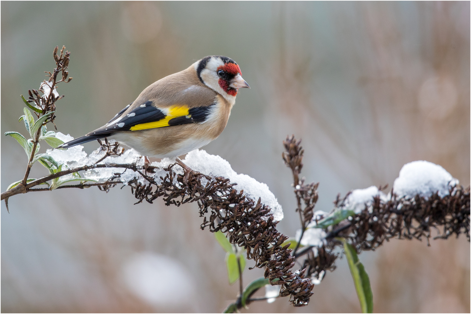 Distelfink auf der mit Schnee bedeckten Rispe  .....