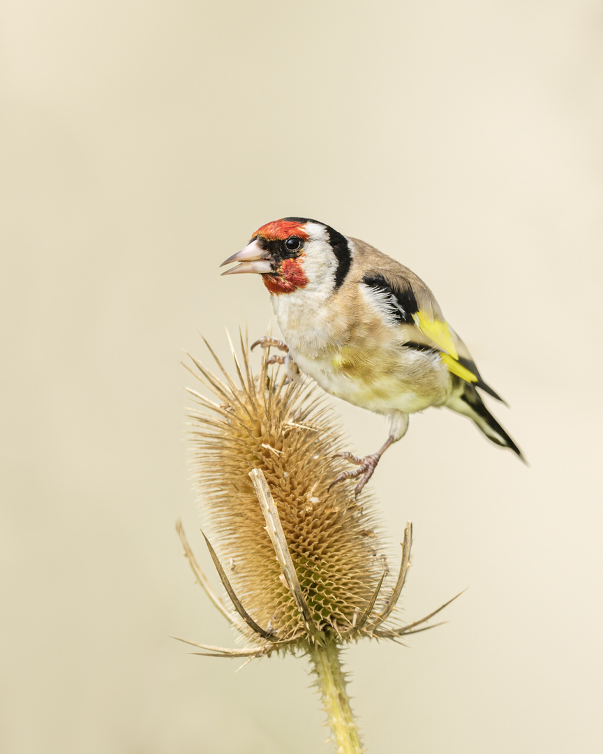 Distelfink auf Distel