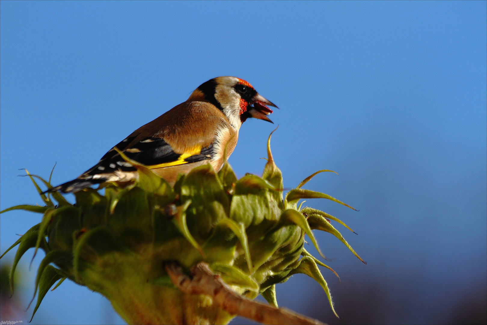 Distelfink auf Sonnenblume