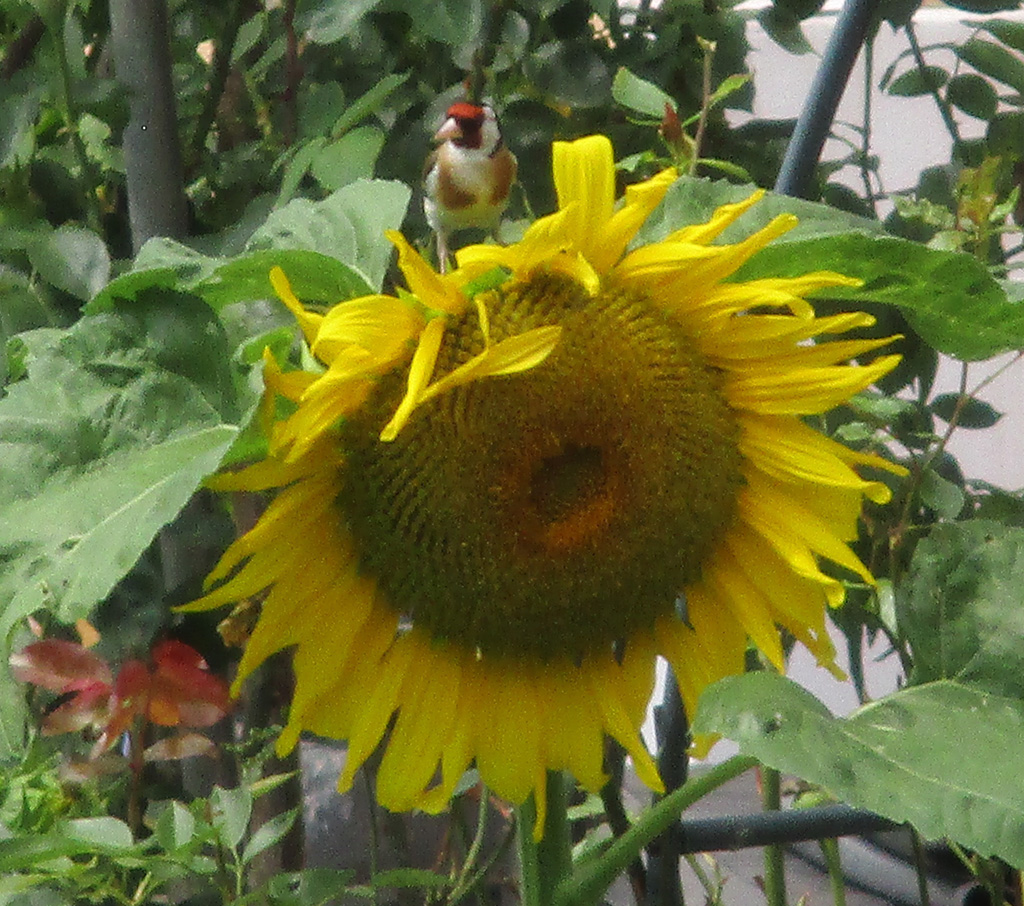 Distelfink auf Sonnenblume