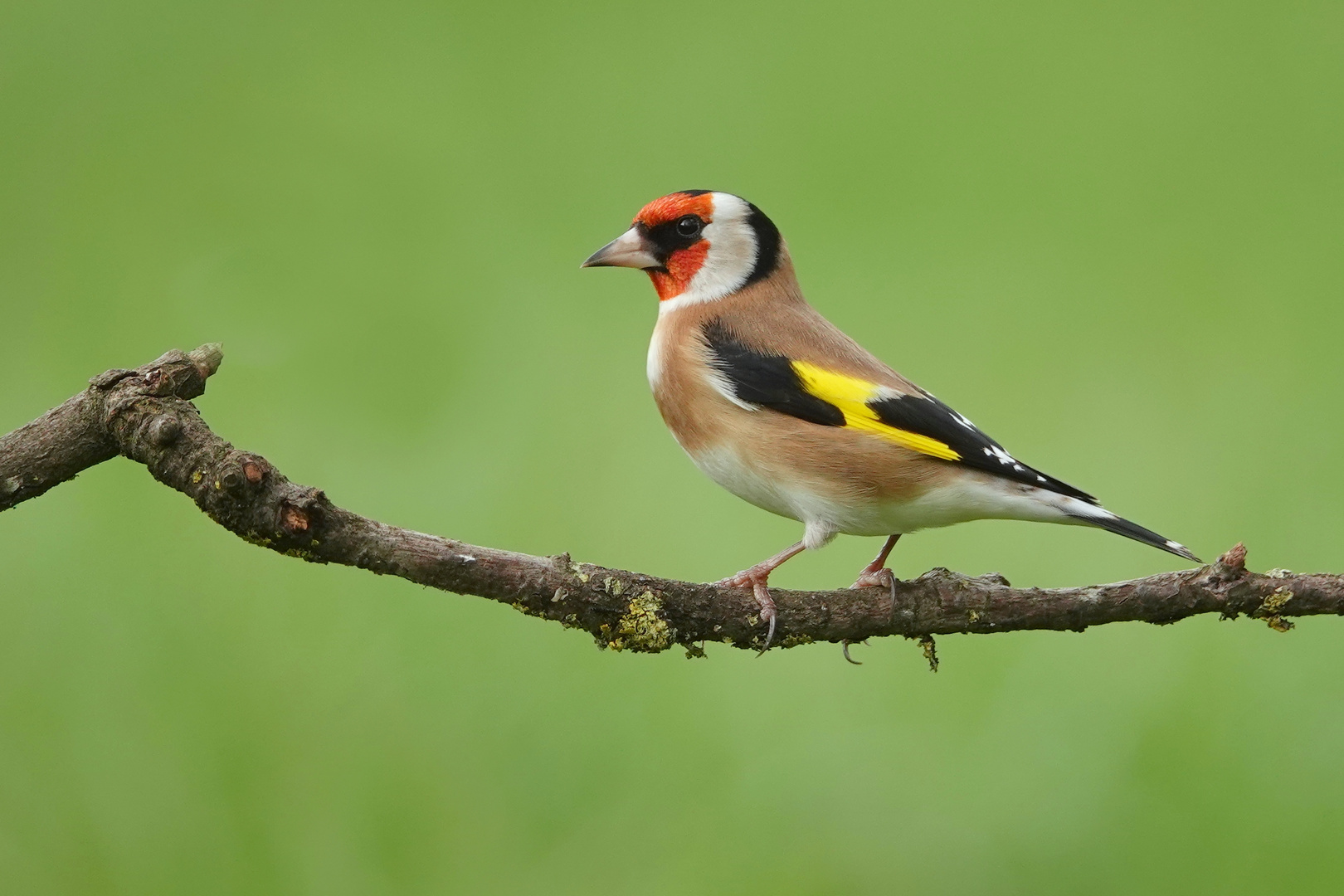 Distelfink Foto & Bild | tiere, wildlife, wild lebende vögel Bilder auf