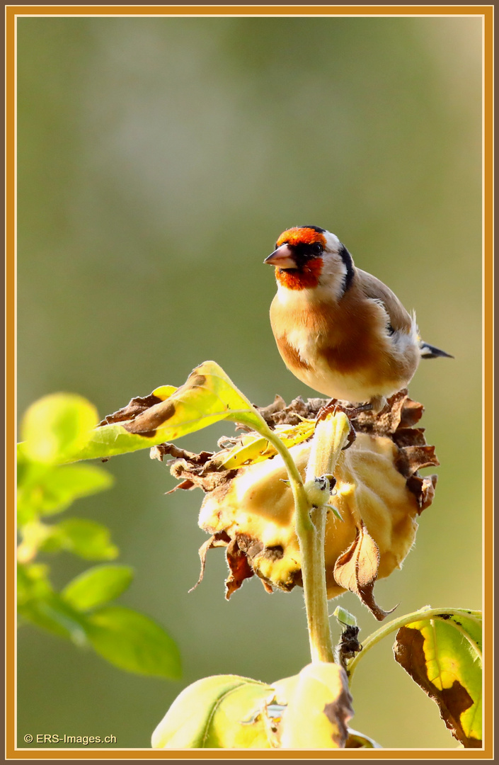 Distelfink, Cardellino, Chardonneret, Goldfinch  2023-09-29 001 (115) 2023-09-29 001 (115) ©