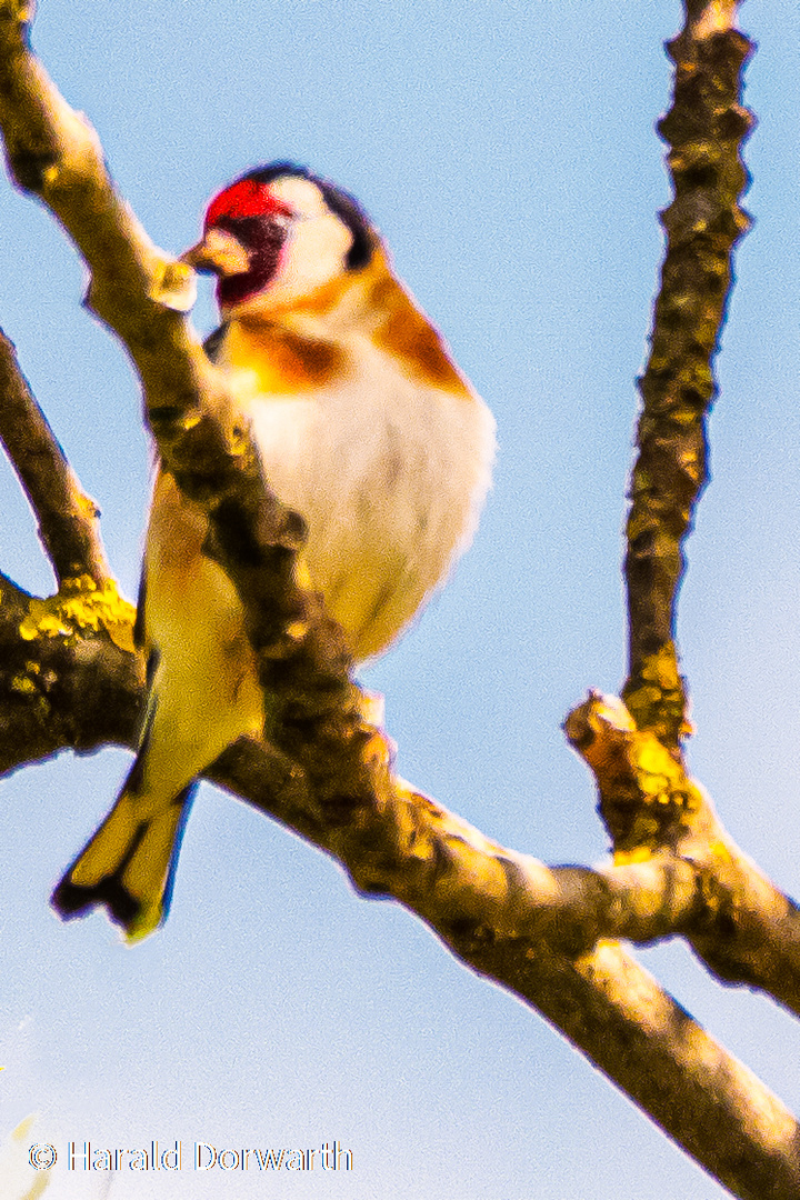 Distelfink (Carduelis carduelis)