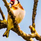 Distelfink (Carduelis carduelis)