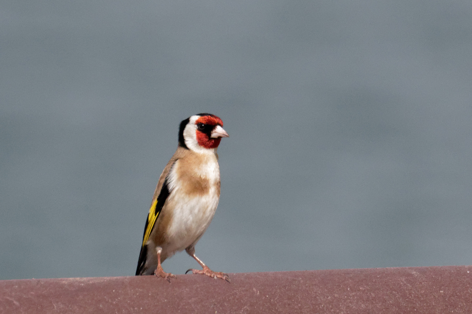 Distelfink (Carduelis carduelis)