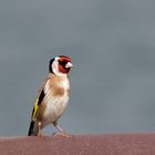 Distelfink (Carduelis carduelis)