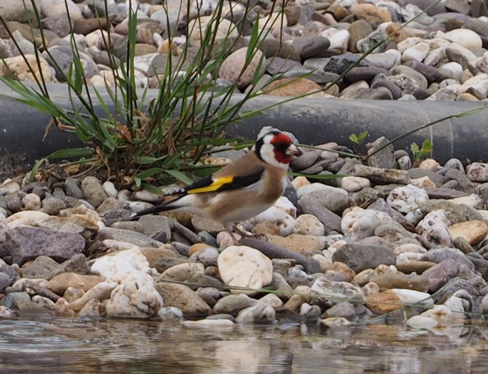 Distelfink (Carduelis carduelis) am Wasser