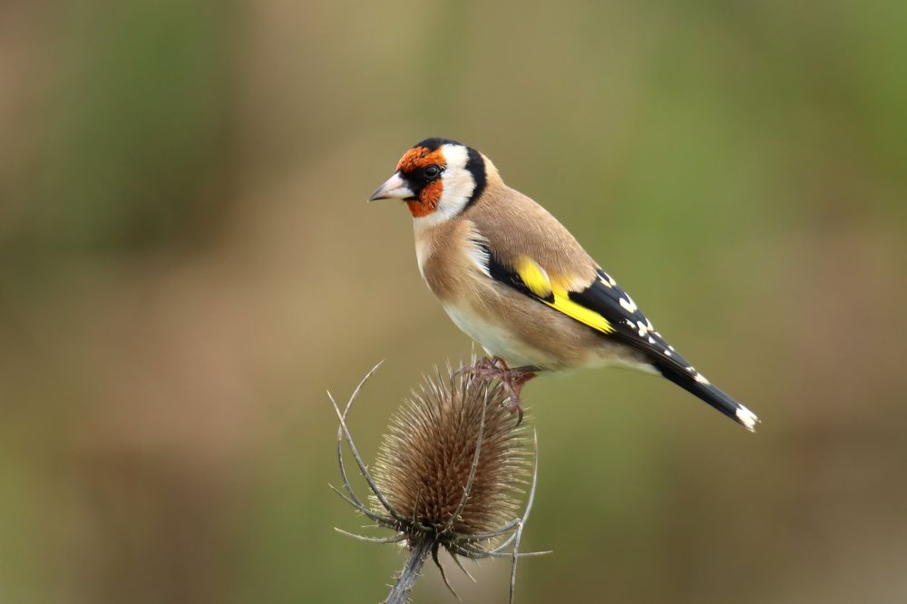 Distelfink Foto & Bild | tiere, wildlife, wild lebende vögel Bilder auf