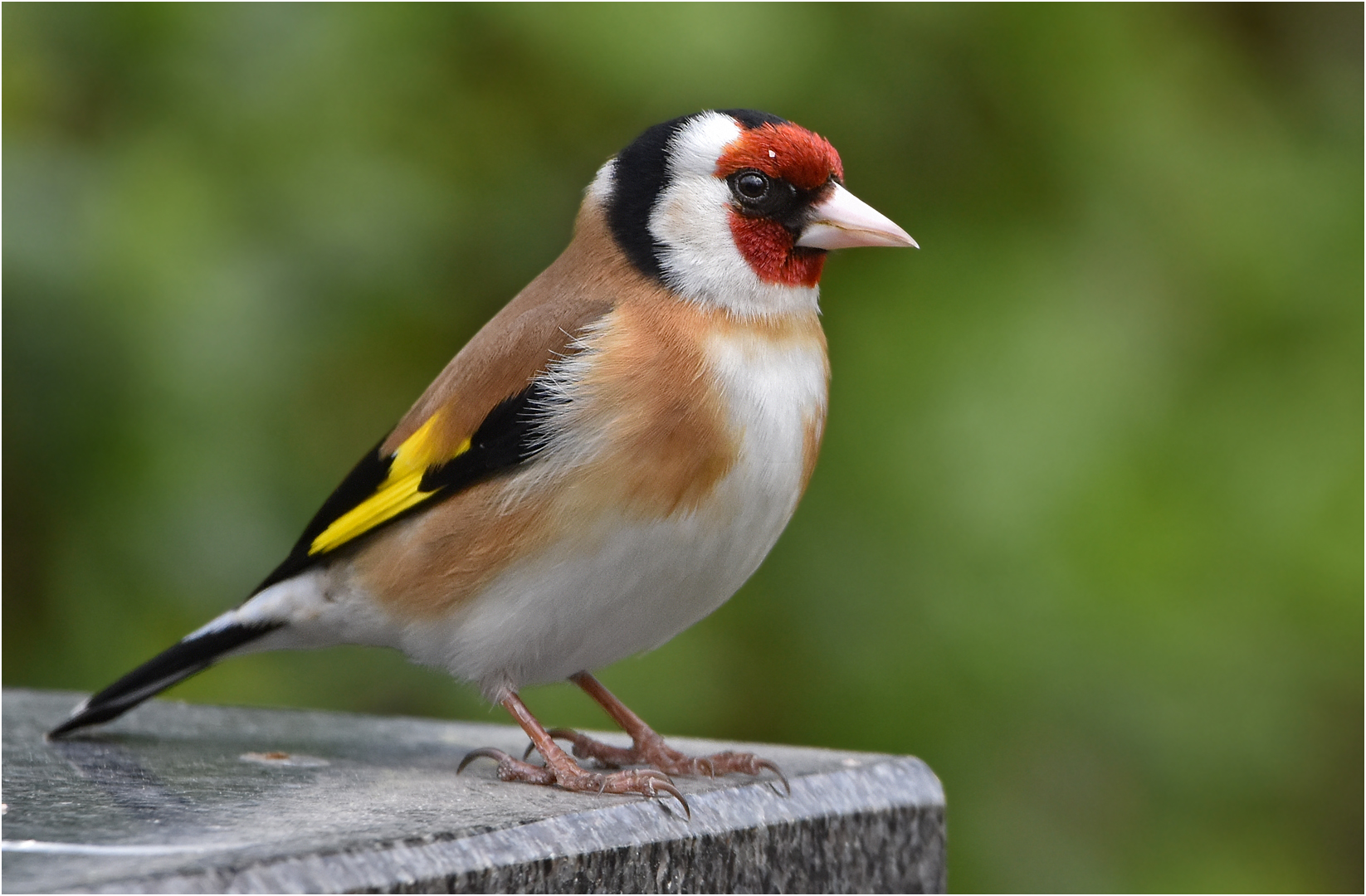 Distelfink Foto & Bild | tiere, wildlife, wild lebende vögel Bilder auf