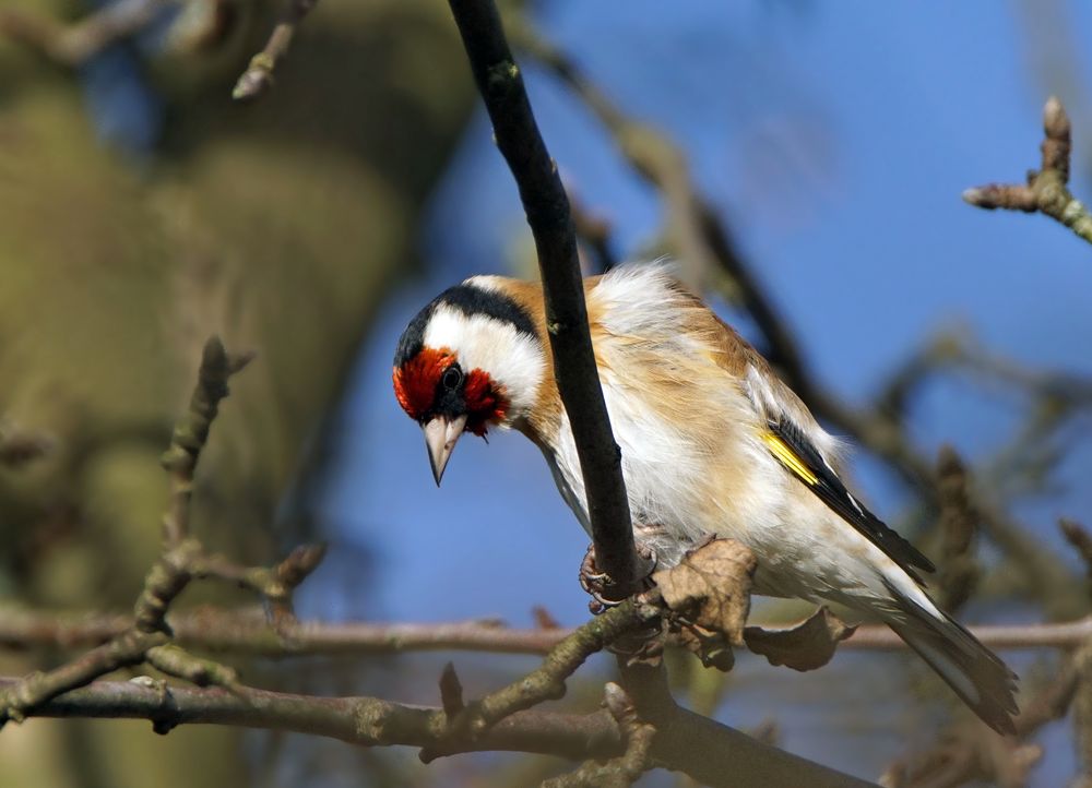 Distelfink im Apfelbaum