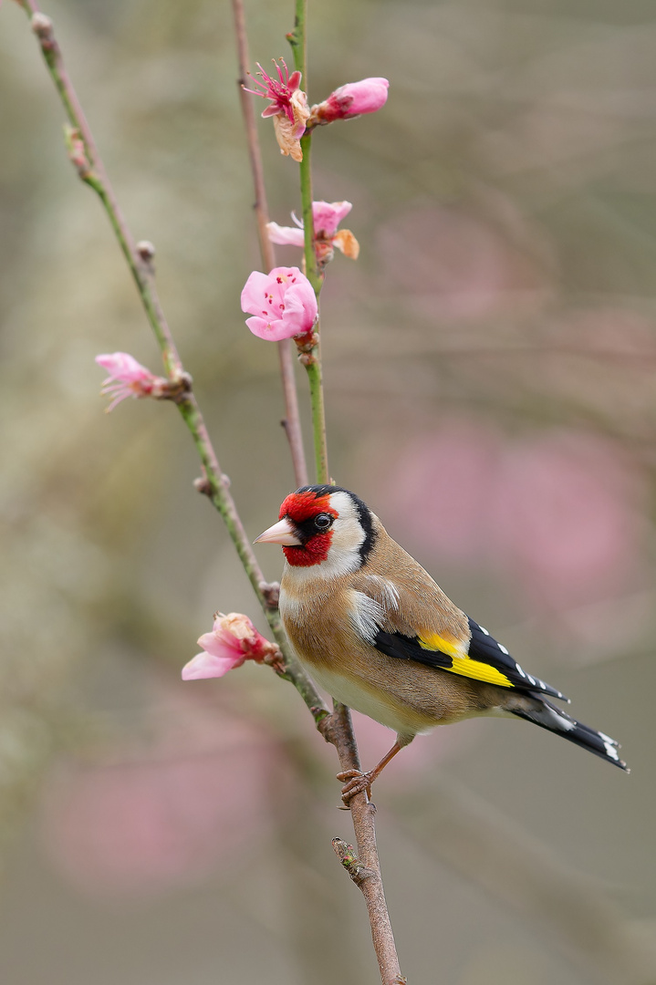 Distelfink im Pfirsichbaum