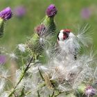 Distelfink im Schlaraffenland