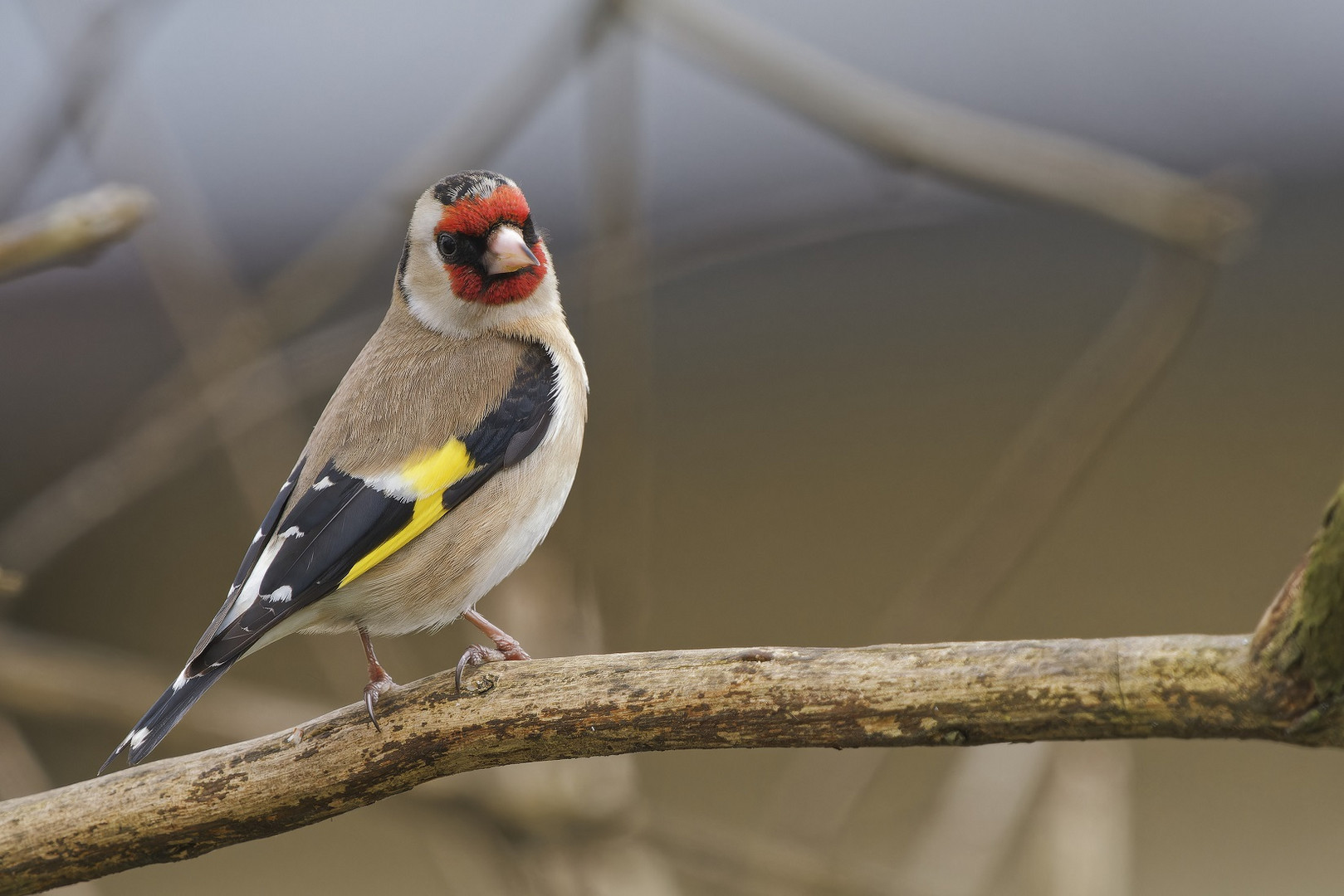 Distelfink im Sommerfliederbaum