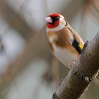 Distelfink in meinem Garten