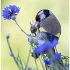 Distelfink sitzt zwischen Kornblumen