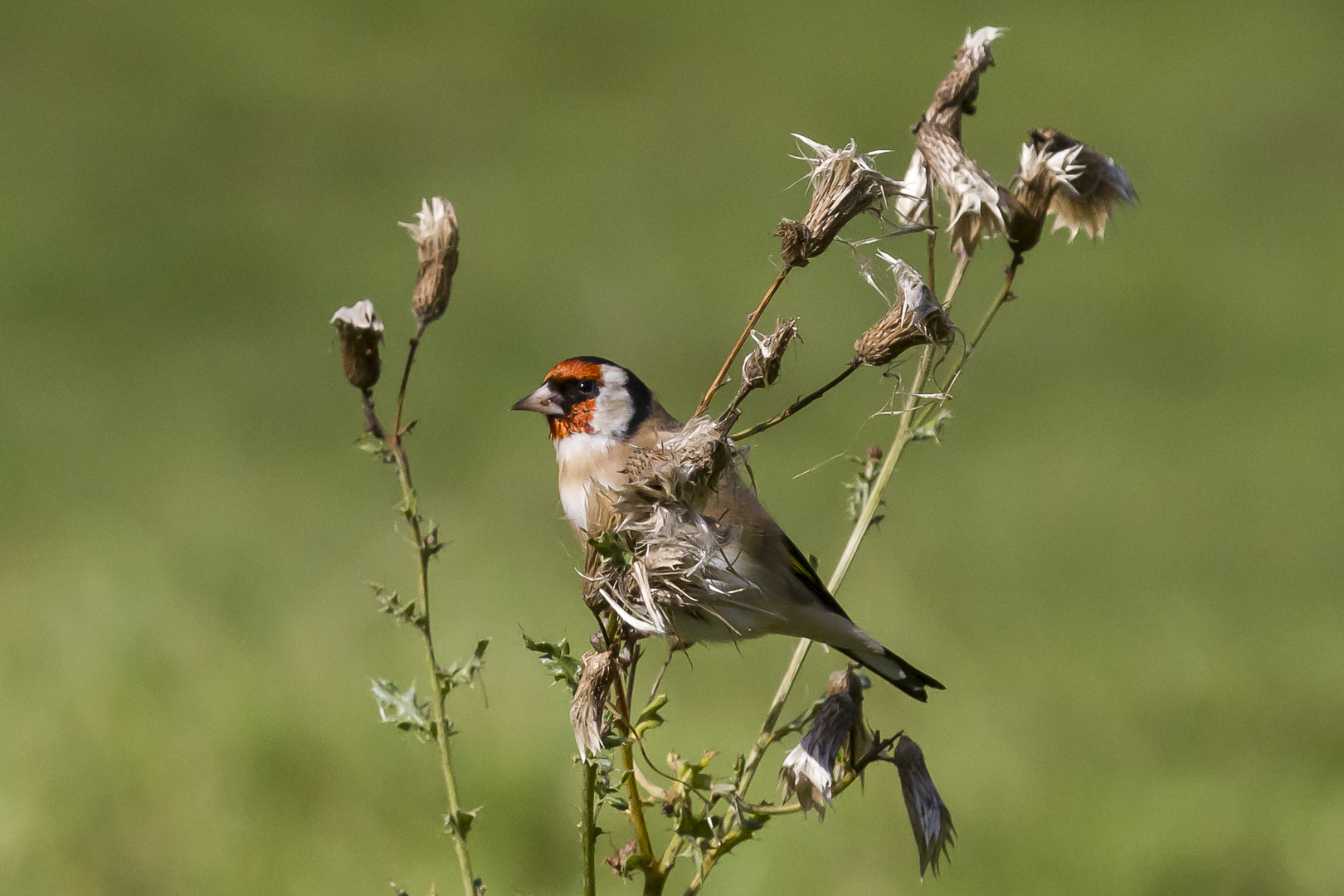 Distelfink / Stieglitz( Carduelis carduelis )